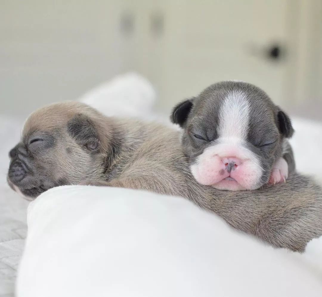 萌翻!肉嘟嘟的法斗宝宝简直是世上最棒的暖手宝!