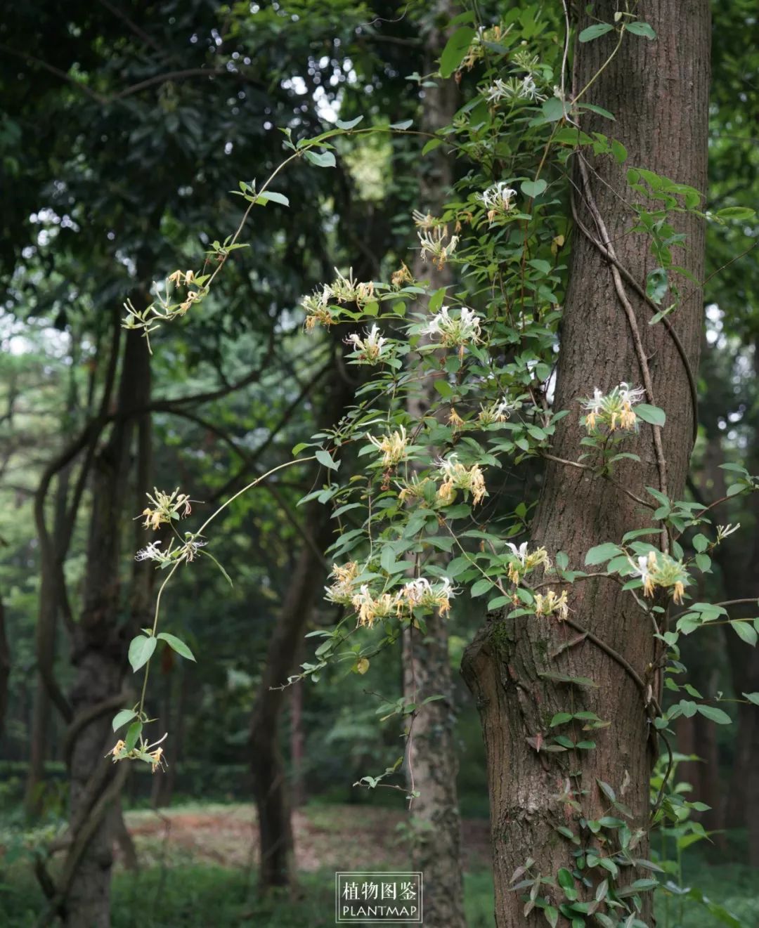 忍冬(金银花,双花),黄芩,连翘,这三种植物就是双黄连药方的主要来源
