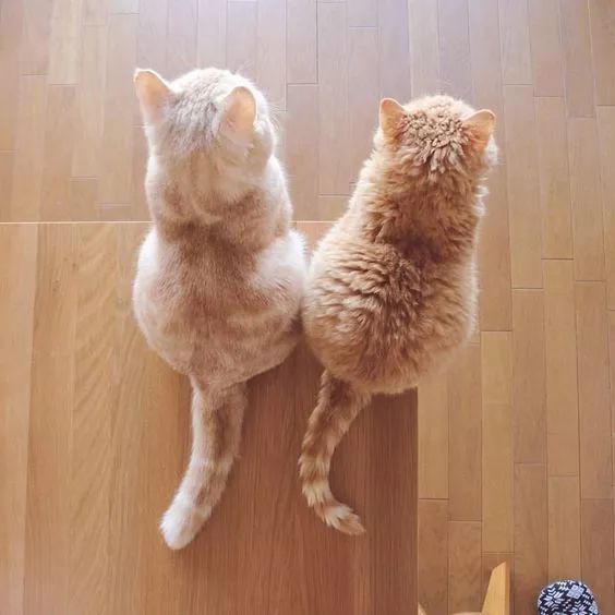 猫咪的背影杀真的怎么都看不够啊