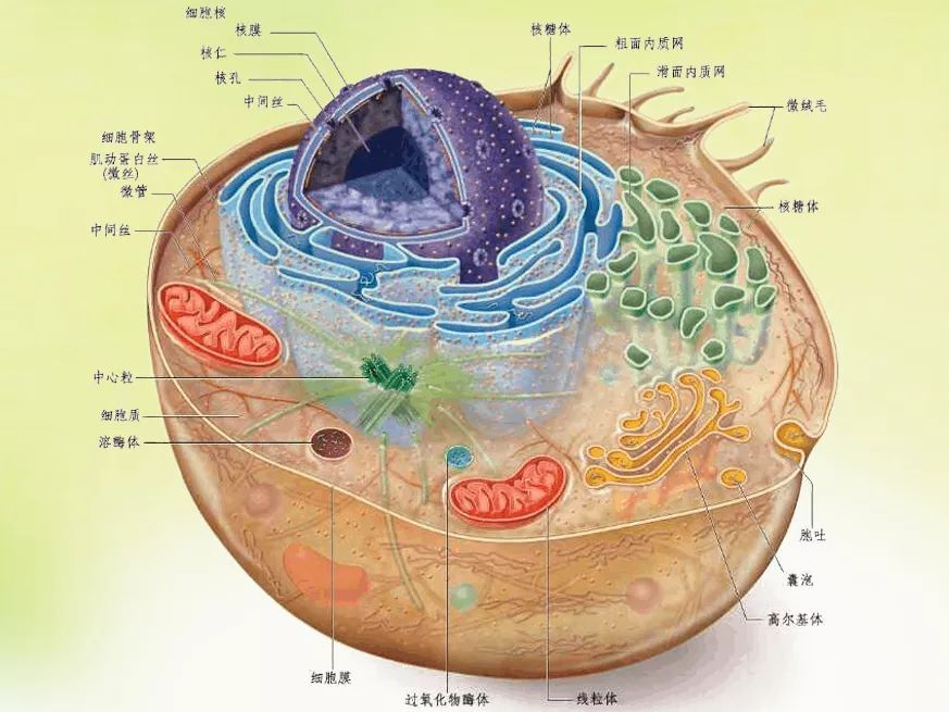 生命(细胞)诞生之日起,也诞生了持续了几十亿年的宿敌——病毒.