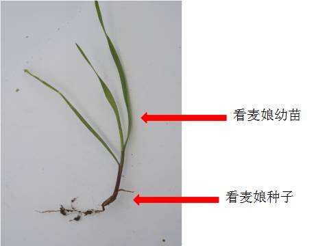 田间鉴定方法:叶鞘叶片有白色绒毛看麦娘植株看麦娘分蘖期↑看麦娘苗