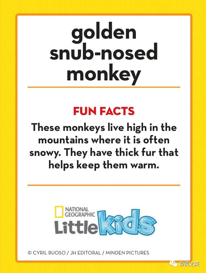 snub-nosed,oprah winfrey q: where do golden snub-nosed monkey live? 川金丝猴住在哪里呢?
