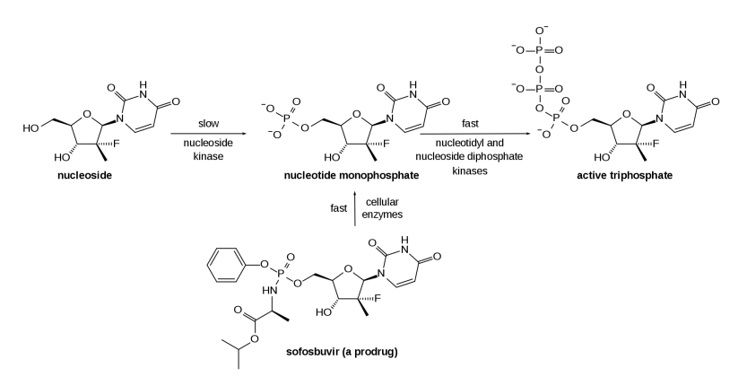 biorxiv | 核苷酸类似物可作为病毒聚合酶抑制剂