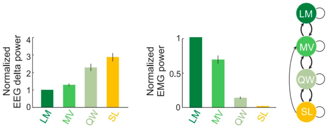 Science | 黑质:睡眠和运动控制的共同中枢