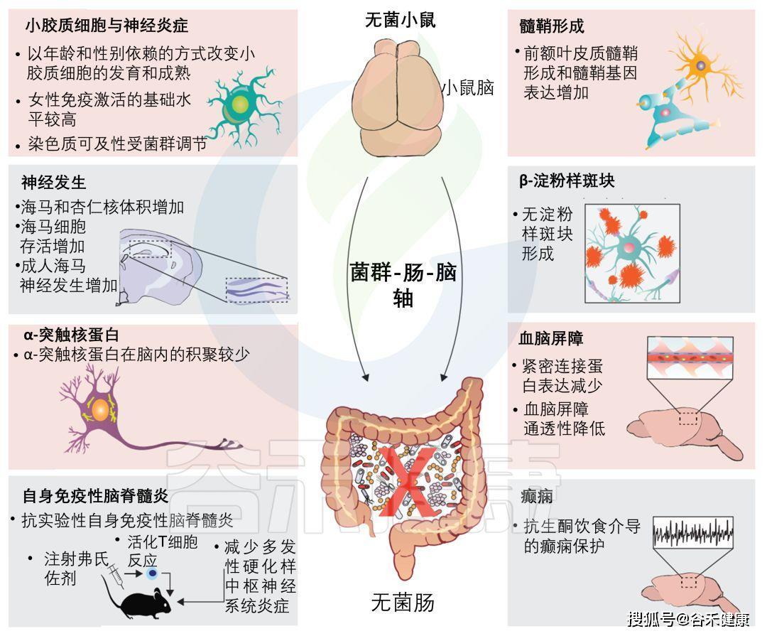 综合评论肠道微生物群在神经系统疾病中的作用