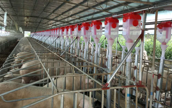 亚新体育建一个存栏1000头的养猪场需要多少成本能运行有没有捷径？(图2)