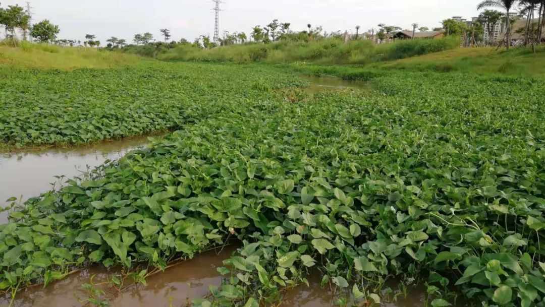 "云庆贺"世界湿地日 湿地蔬菜怎么吃?_空心菜