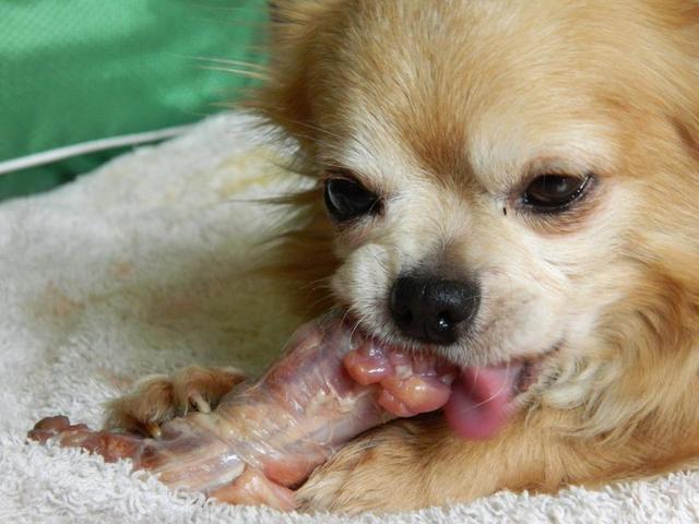 狗狗吃了生鸡肉怎么办