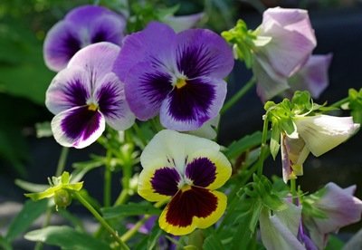 2020生肖运势相排名_2020下半年,运势高涨,好运袭来,喜事不断的3属相