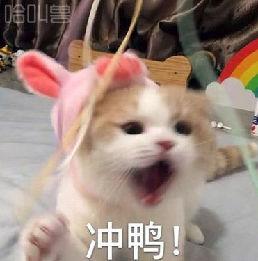 少女心爆棚可爱猫咪表情包