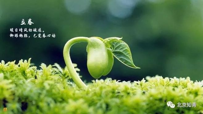 明日立春有哪些习俗 12531ed410f3462b96191e46d87aab71.jpeg