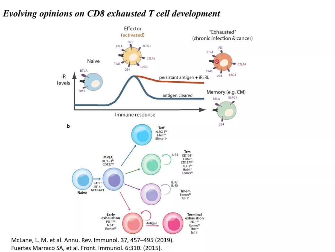 cd8 效应t细胞;如果抗原被清除,一部分cd8 效应t细胞会形成记忆t细胞