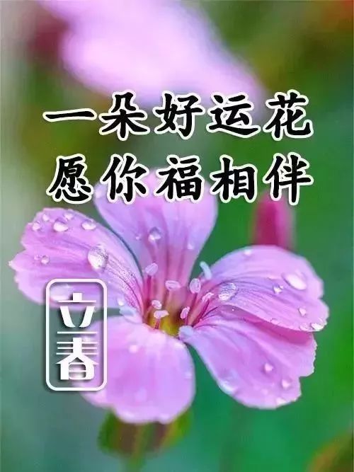 祝福你: 送你八朵花, 立春就要到了 一定不要忘记给你最好的亲友