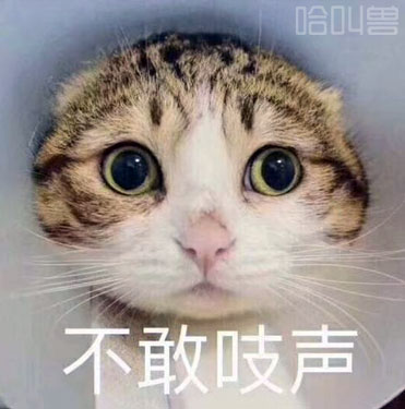 少女心爆棚可爱猫咪表情包