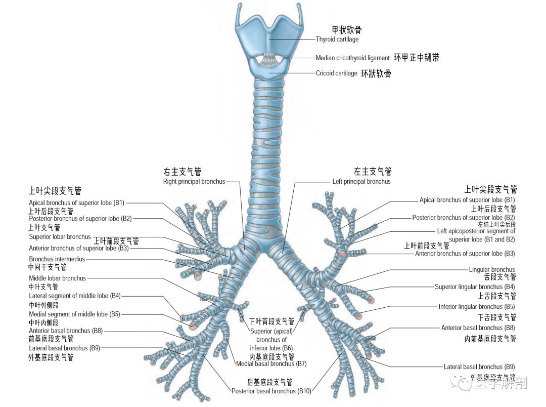 支气管大体解剖