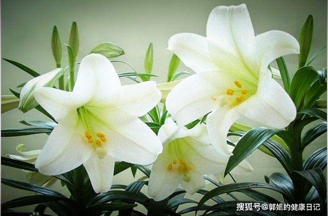 可以食用的百合品种 4f35639bbc4b44aabf3f89b2b7182750.jpeg