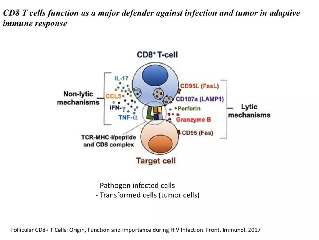 cd8 效应t细胞;如果抗原被清除,一部分cd8 效应t细胞会形成记忆t细胞