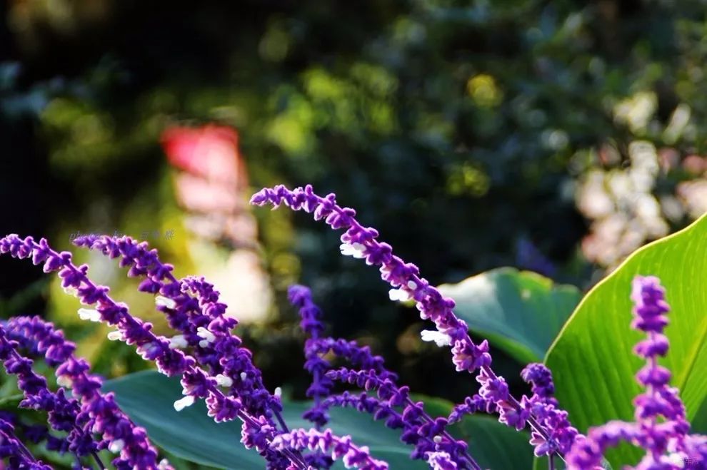 细“鼠”植物界的流浪“鼠”_草本植物