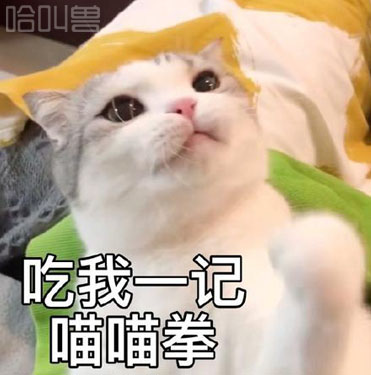 萌猫表情包!少女心爆棚可爱猫咪表情包