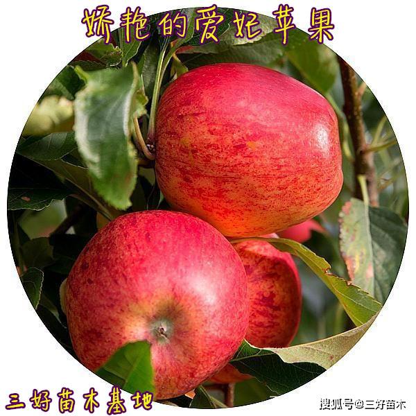 爱妃苹果苗·一个自新西兰的高端苹果品种