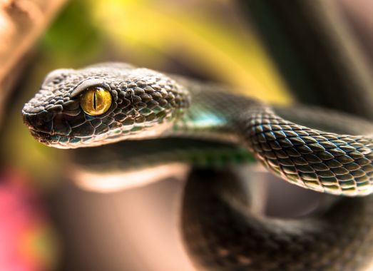 蛇是哪来的 9e8ea32922af4ce88f8f144869e35b2d.jpeg