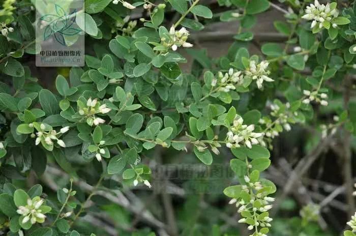 老鼠耳朵铁包金( berchemia lineata )鼠李科勾儿茶属,俗名老鼠耳.