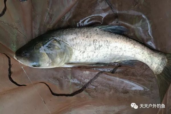 鱼一般多少度不进食 a697cea45c324b29b84fe8e92f0a4589.jpeg