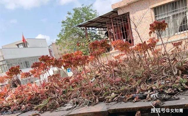 不死鸟多肉嫁接长寿花 b47750e343004bcaa760d7dee20ca1f2.jpeg