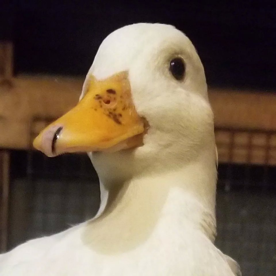 bddf4c42eb5c48a8a5979228c0fdeec6.jpeg