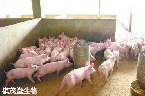 如何挑选生猪肺 c5dcae1fb7de4c1da4ae94be30d7abfc.jpeg