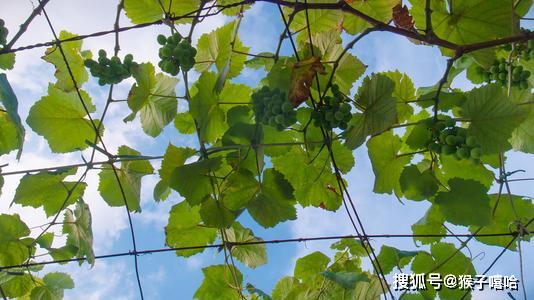 家门兴旺指人口旺_鹿家门图片(3)