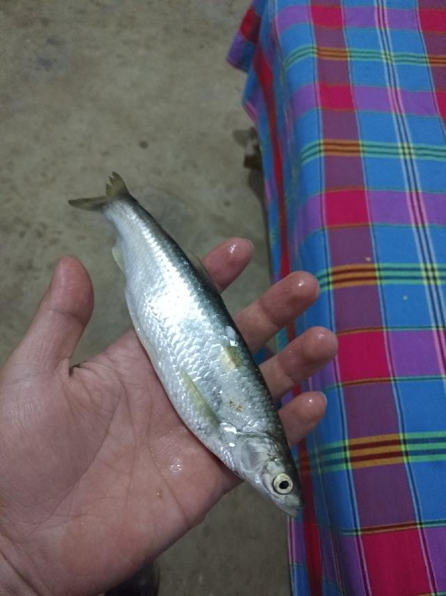 dfdbc060740846eab2e423c029953e6d.jpeg