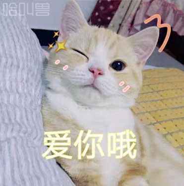 萌猫表情包!少女心爆棚可爱猫咪表情包