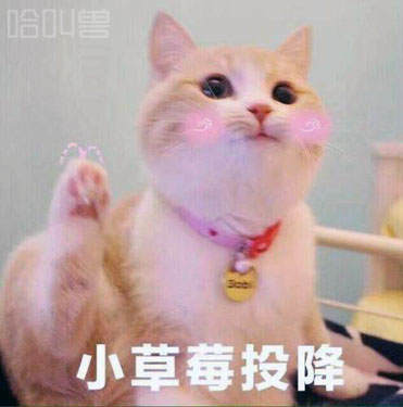 萌猫表情包少女心爆棚可爱猫咪表情包