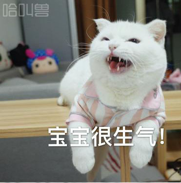 萌猫表情包!少女心爆棚可爱猫咪表情包