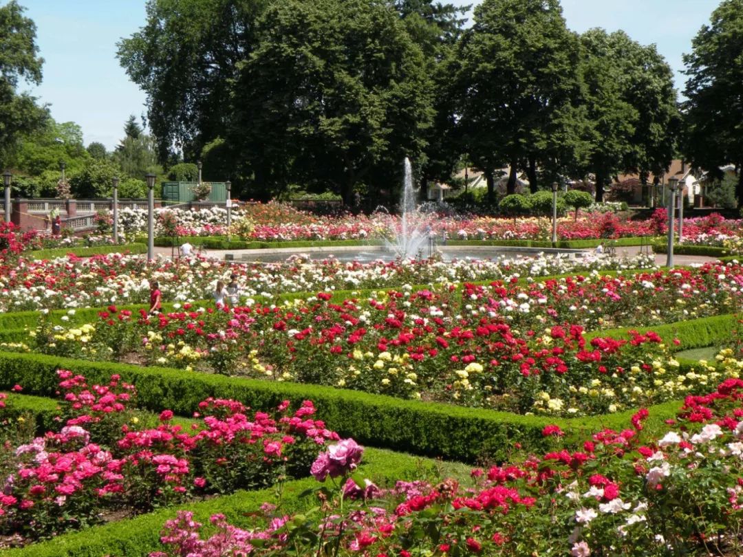 波特兰月季花园是国际月季评选园所在地,每年都会有40至50个尚未命名