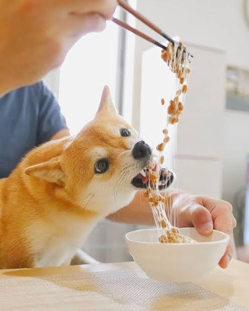 小狗吃豆子会怎么样