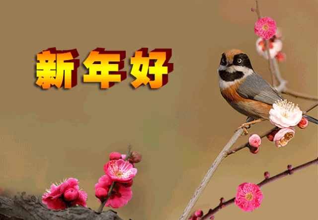 花开的时候你就来曲谱_花开的时候你就来看我(4)