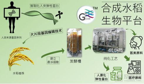 基可生医：用基因编辑勾勒人源化生物材料