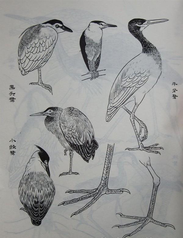 工笔画-白描图谱之鸟之素材