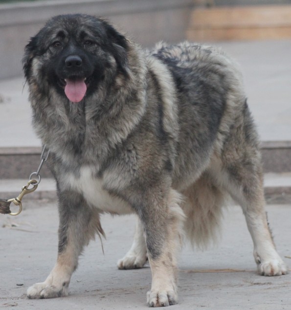 高加索咬狼犬是巨型犬,这一犬种是很多大型犬的祖先.