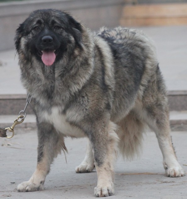 高加索咬狼犬是人类的需要和自然的选择交互影响作用的产物,它能适应