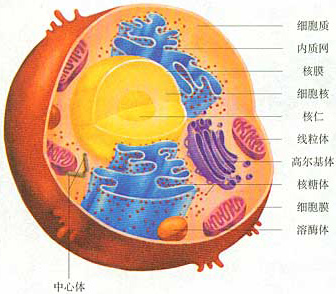 原创停课不停学,科学抗疫,生物基本知识先学起来-细胞结构