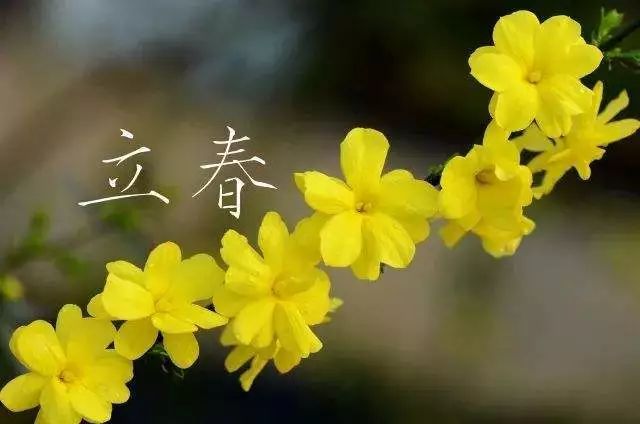 今日立春!这四种花在早春盛开,迎接春的到来!