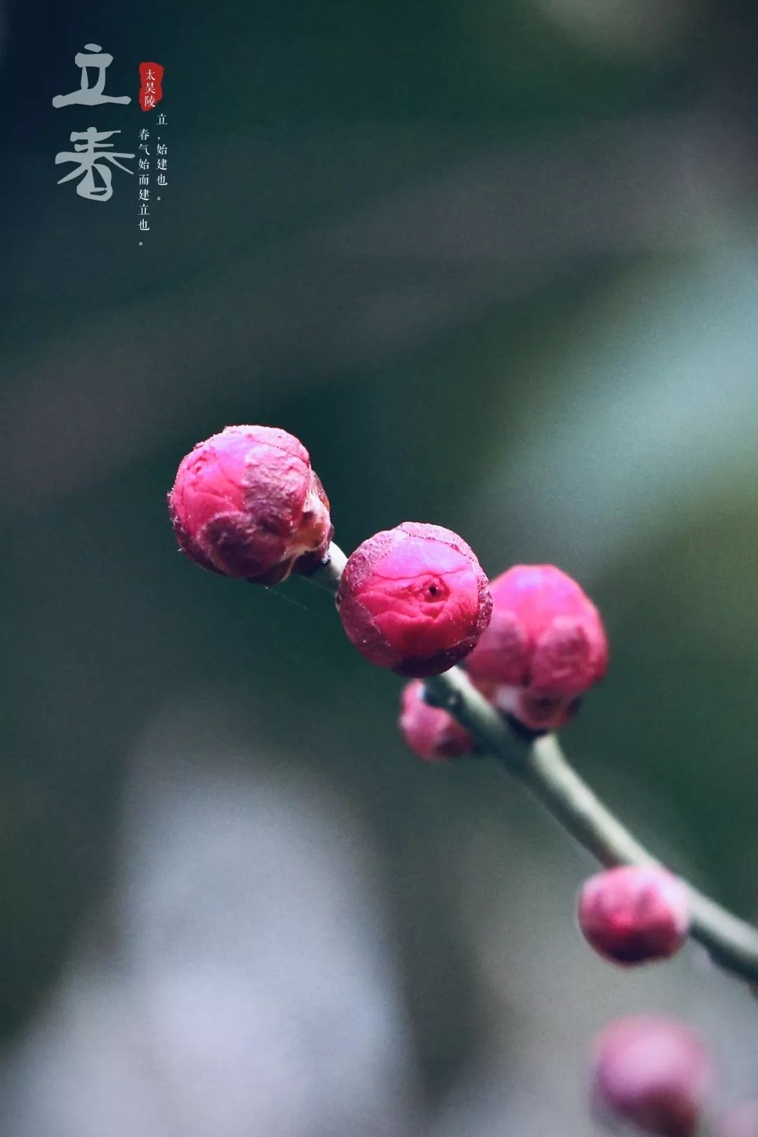 二十四节气丨立春