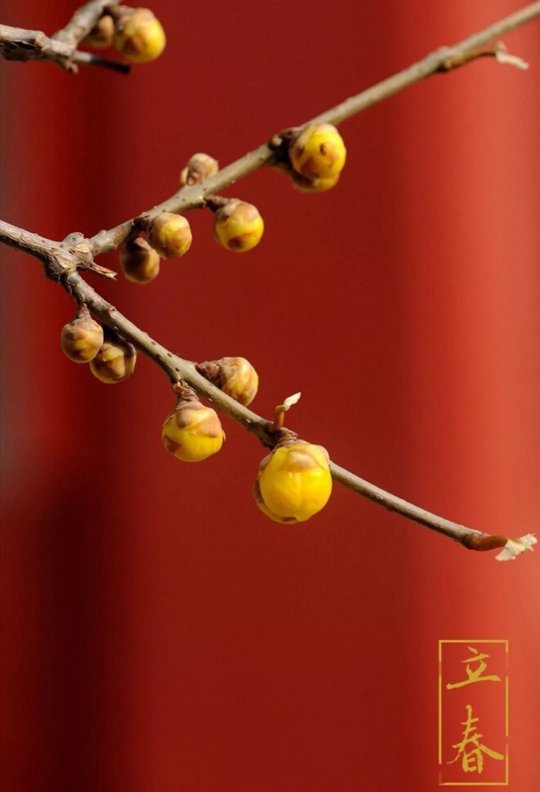 迎春是在立春前一日进行的,目的是把春天的句(gou)芒神接回来.