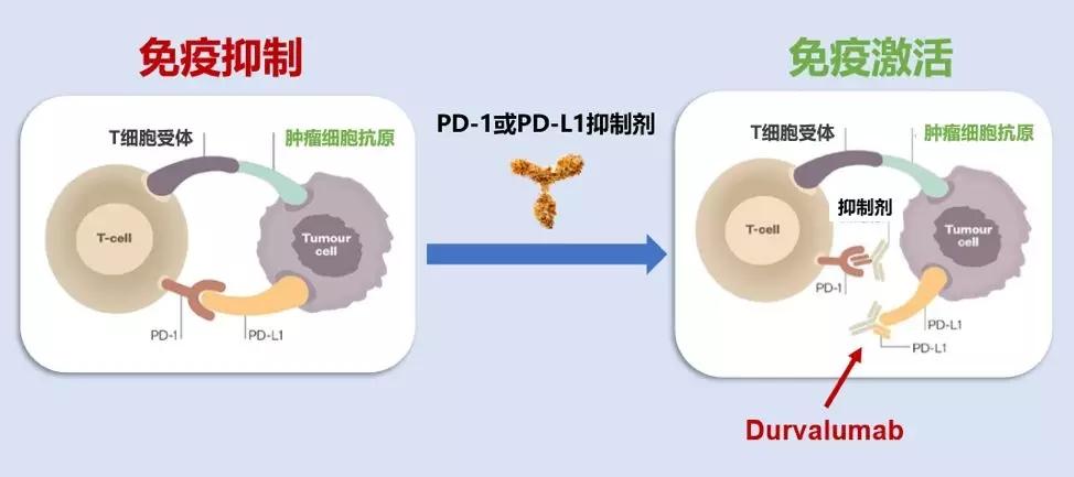 重磅国内首个pdl1单抗获批上市