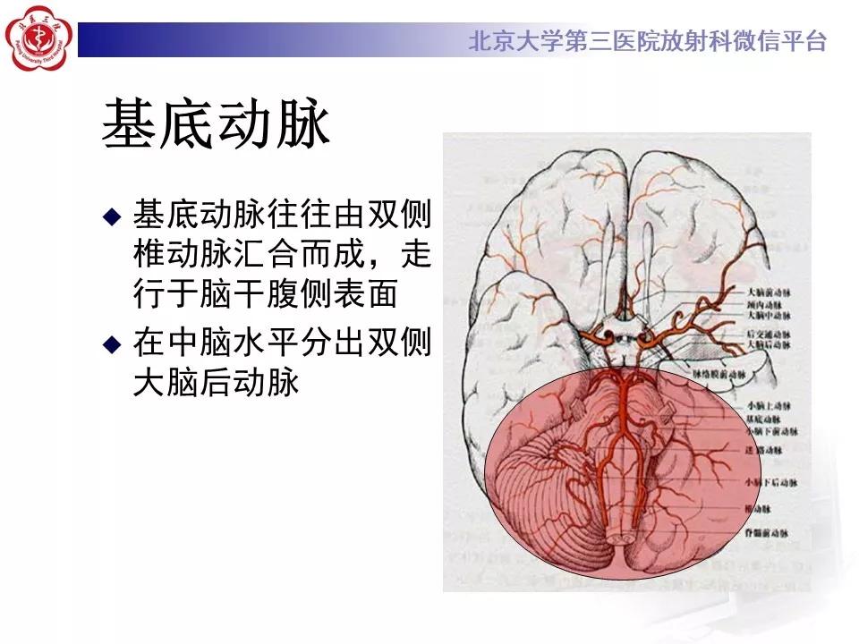 解剖| 超全脑动脉解剖及供血区分布