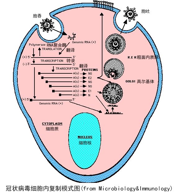 衡水中学 | "看"高三生物教师如何说2019新型冠状病毒