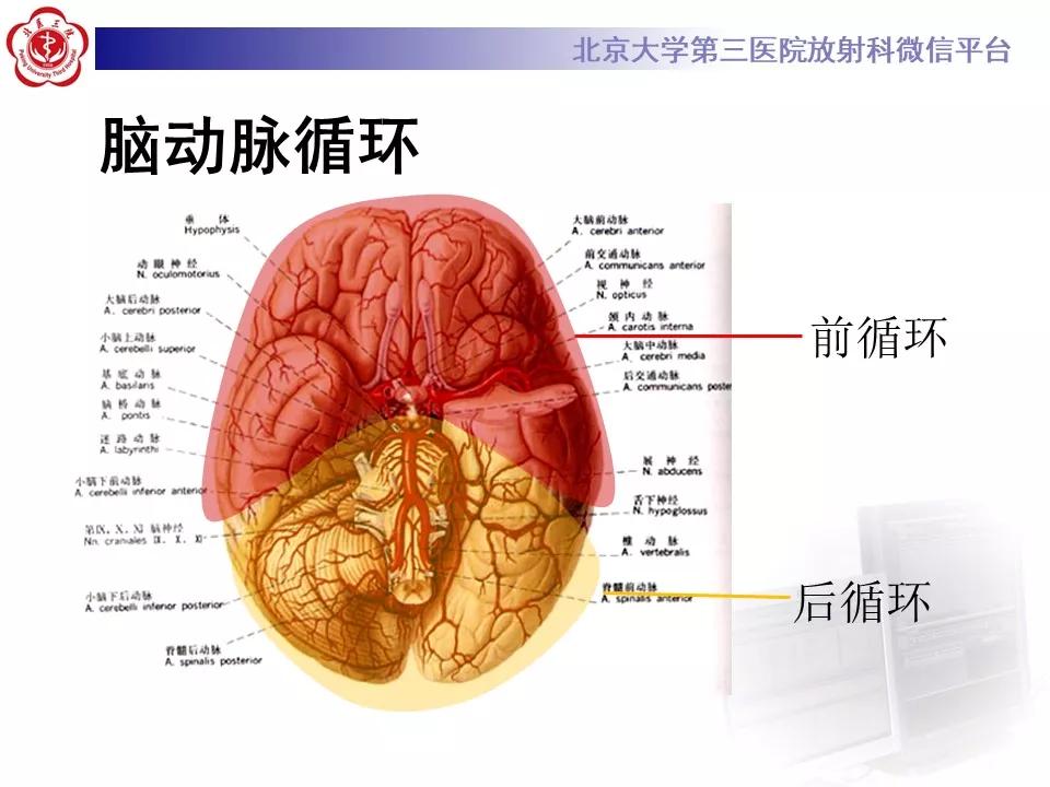 解剖| 超全脑动脉解剖及供血区分布